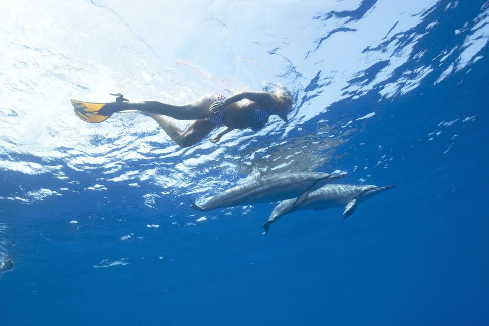dolphinloveswim